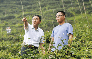 台湾ウーロン茶，東方のシャンパンに